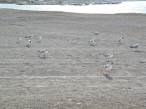  mouettes